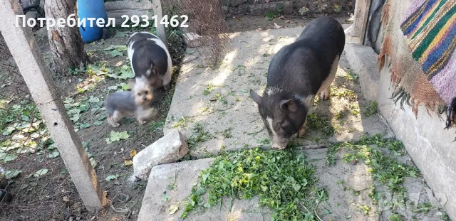 70 LV. VIETNAMSKI  PRASENCA, снимка 3 - Прасета - 48225367