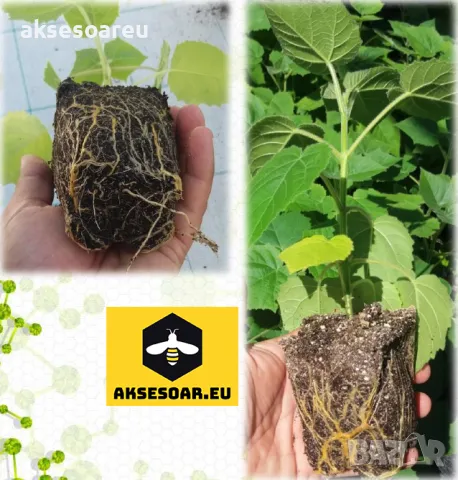 Продавам 400 семена от медоносно дърво пауловния томентоса за пчелари дървен материал сянка на двора, снимка 18 - Сортови семена и луковици - 50390012