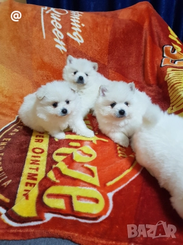 Померан померани Гр. София снимки от днес 05.12.2025г, снимка 3 - Померан - 52666000