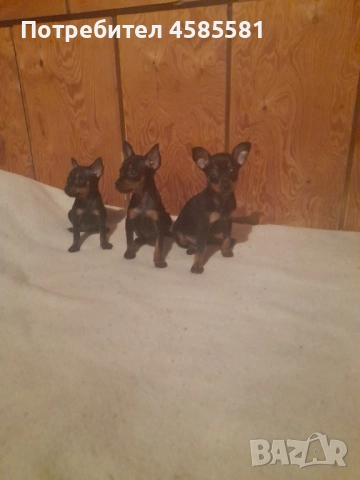 Чистокръвни немски пинери, снимка 2 - Пинчер - 52995417