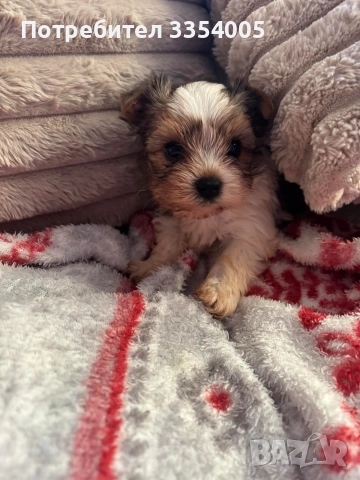Бивър йорки кученца на Супер цена , снимка 2 - Йоркширски териер - 52586204