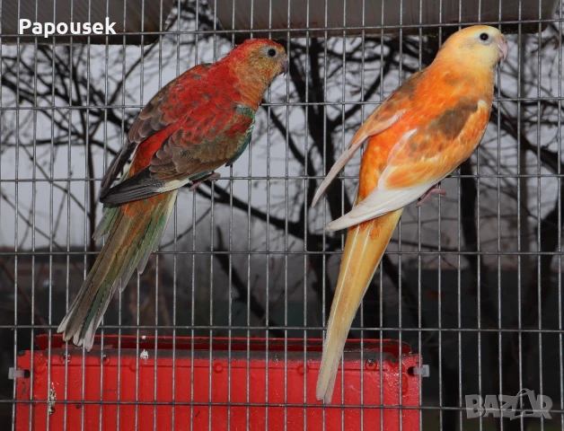 Работещи двойки Пойни Папагали 