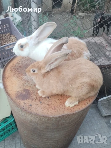 Продавам зайци, снимка 10 - Други - 50753326