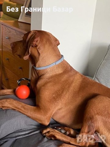 Нов Нашийник Каишка Защита от Бълхи и Кърлежи Кучета Котки  за Кучета, снимка 10 - Други - 43113125