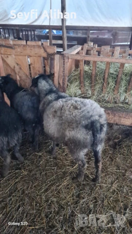 РОМАНОВСКА , снимка 4 - Други животни - 53193562