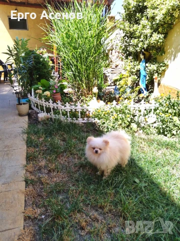 Мини померан за разплод с тегло 1.500кг., снимка 2 - Померан - 50820669