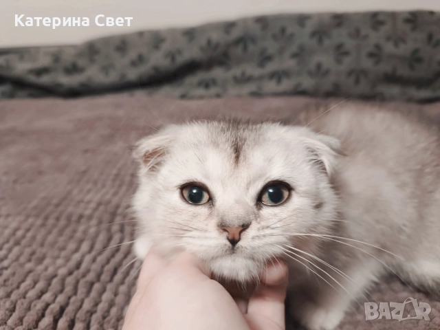 Чистокръвен шотландски клепоух, мъжко 3 месеца , снимка 4 - Британска късокосместа - 52446026