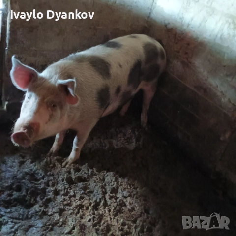 Женско прасе, снимка 5 - Прасета - 52624491