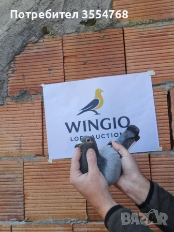 Продавам спортни гълъби , снимка 3 - Гълъби - 52929378