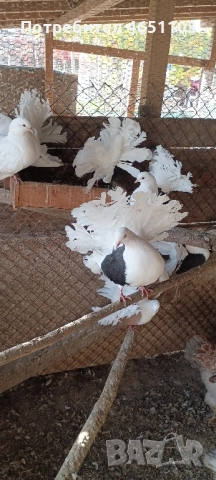 Продавам Фенерлии, снимка 3 - Гълъби - 52433577