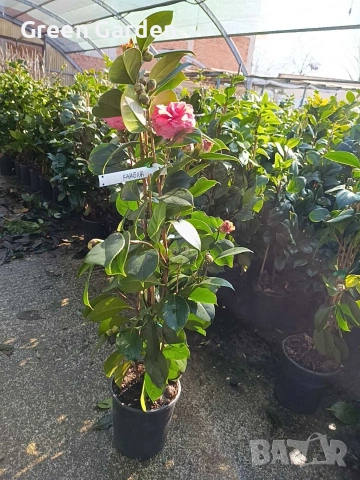 Камелия 140 см.