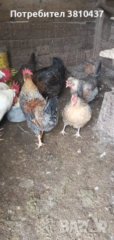 продавам млади ярки Легбар 