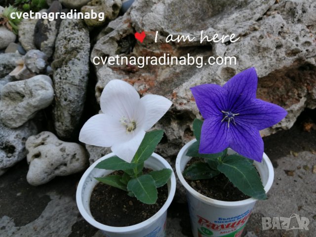 Платикодон  син - Platycodon Mariesii, снимка 6 - Градински цветя и растения - 25966163