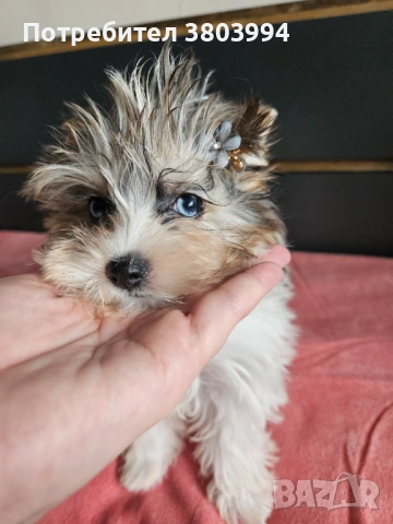 Йоркширски териер със сини очи и родословие. Момиченце Blue berry Diamond York 