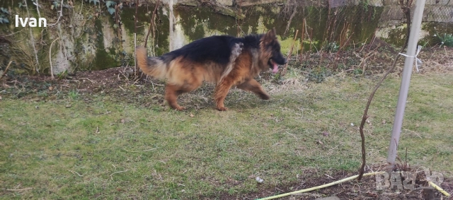 Старонемска овчарка за разплод ., снимка 3 - Немска овчарка - 51278837