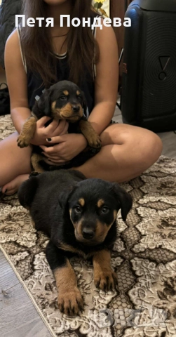Продавам ротвайлети, снимка 4 - Ротвайлер - 52374366
