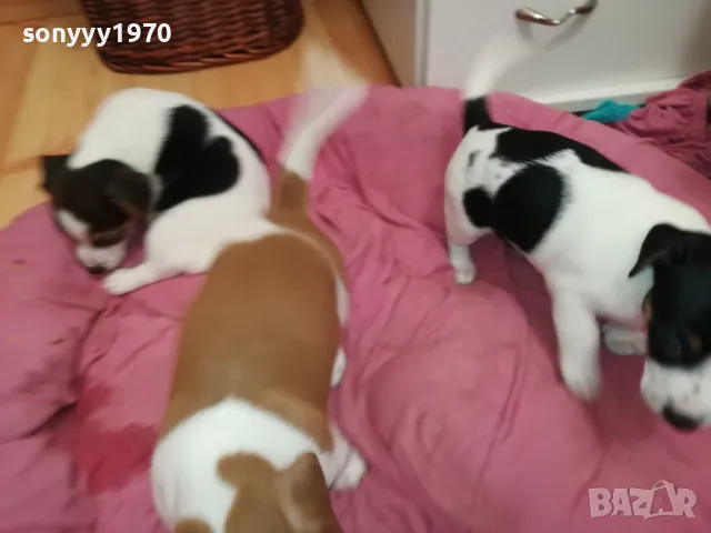 ДЖАК РЪСЕЛ-БЕБЕТА ДЖАКОВЕ-ВИДИН 0302251844, снимка 18 - Джак ръсел териер - 48948026