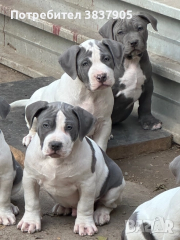 Американско були хл, снимка 1