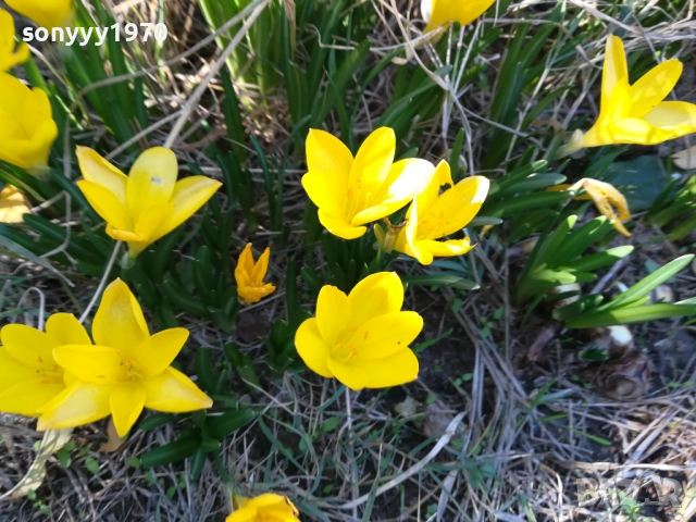 ГРЪМ ОТ ГРАДИНСКИ ЦВЕТЯ ЗА ЦЯЛА ЛЕХА 25ЛВ 1910251933, снимка 7 - Градински цветя и растения - 52109825