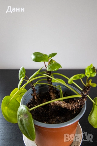 🌿 Китайска паричка (Pilea peperomioides) – 3 растения в саксия 🌿, снимка 4 - Стайни растения - 52060540