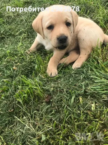 Чистокръвни лабрадори , снимка 11 - Лабрадор ретривър - 49943595