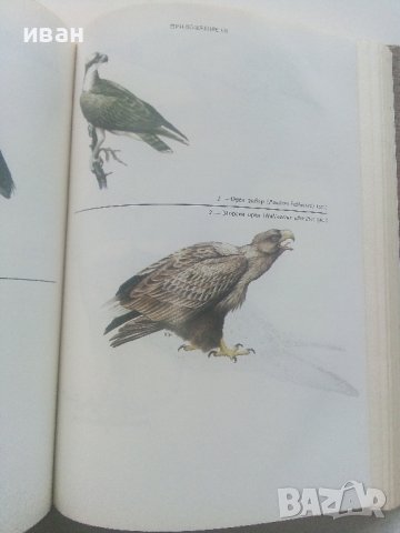 Фауната на България Том 20 част 1 - С.Симеонов,Т.Мичев,Н.Нанкинов - 1990г., снимка 10 - Енциклопедии, справочници - 36783010