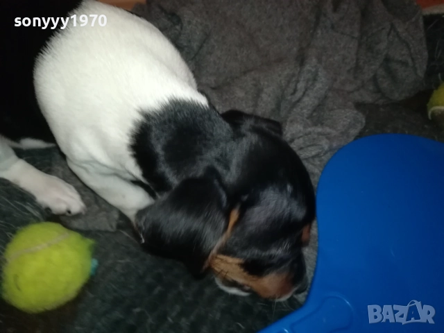 ДЖАК РЪСЕЛ 1011250842, снимка 16 - Джак ръсел териер - 52358129