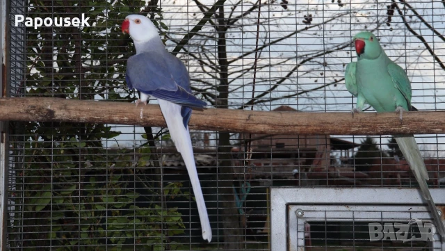 Малки Александри , снимка 11 - Папагали - 50581373