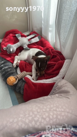 ДЖАК РЪСЕЛ-КУЧЕНЦЕ НА ДВА МЕСЕЦА-ЖЕНСКО 3110251939, снимка 4 - Джак ръсел териер - 52249827