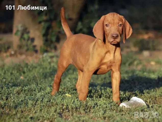 Унгарски визли, снимка 4 - Унгарска визла - 47454855