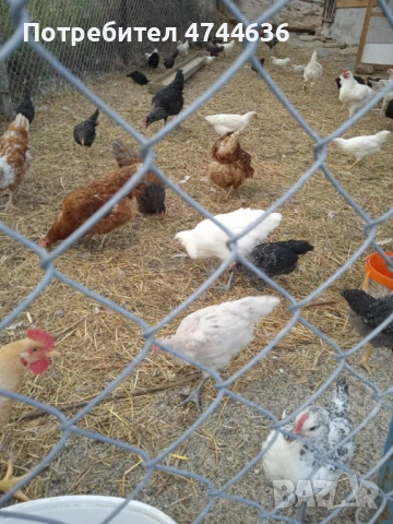 Кокошки, снимка 3 - други­ - 53574794