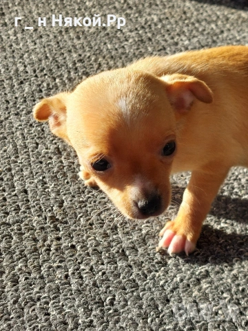 момиченце мини пинчер 