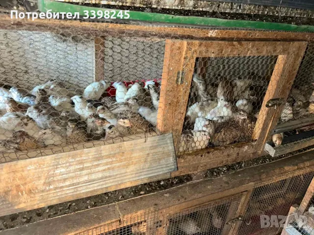 Продавам пътпъдъци, снимка 9 - други­ - 48653462