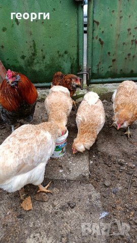 Араукана, снимка 3 - Кокошки и пуйки - 41402734