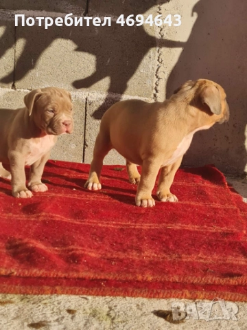 Американско Були XL, снимка 18 - Други - 52922235