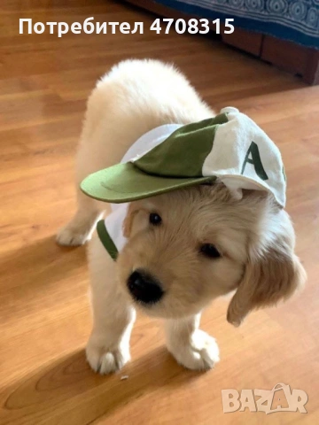 Голдън ретривър игриво момче родословен баща