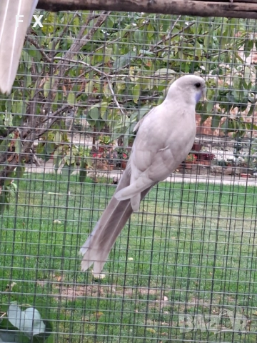 penantovi rozeli   , снимка 11 - Папагали - 51343821