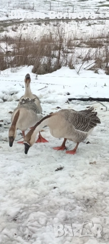 Мъжки лебедови гъски, снимка 2 - Патици и гъски - 53135135