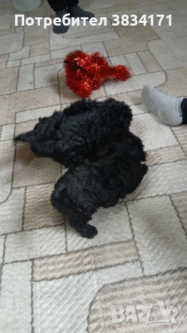 Малки игриви момичета си търсят своя нов дом