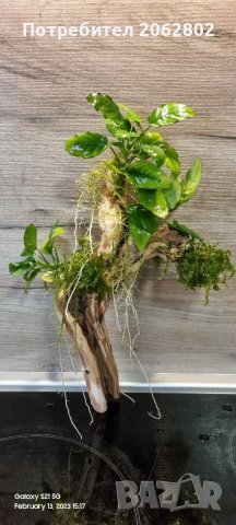 Аквариумни растения , корени .Пакети от много видове., снимка 9 - Оборудване за аквариуми - 41105255