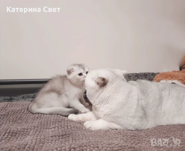 Чистокръвен шотландски клепоух, мъжко 3 месеца , снимка 12 - Британска късокосместа - 52446026