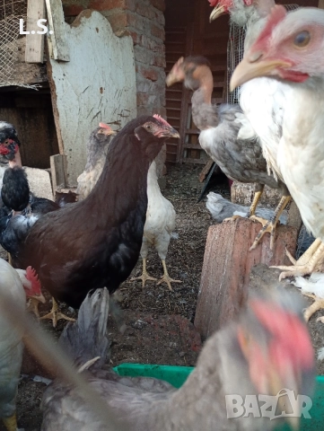 Продам пилета ,ярки млади петлета , снимка 12 - Кокошки и пуйки - 51726042