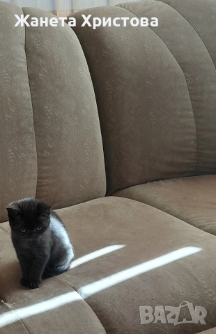 Продавам британски късокосмести котета , снимка 4 - Британска късокосместа - 52631439