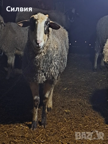 Младо кочле 2г., снимка 3 - Овце - 53586494