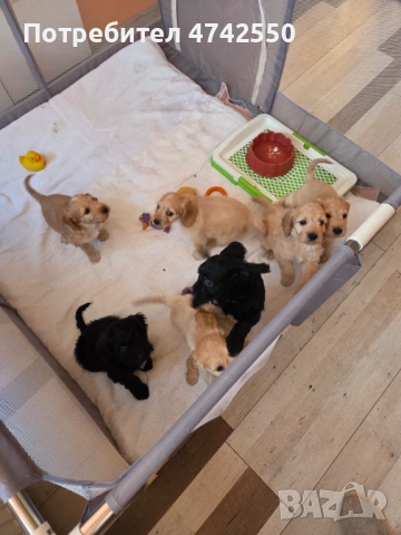 Кученца за трюфел, снимка 2 - Кокер шпаньол - 53535610