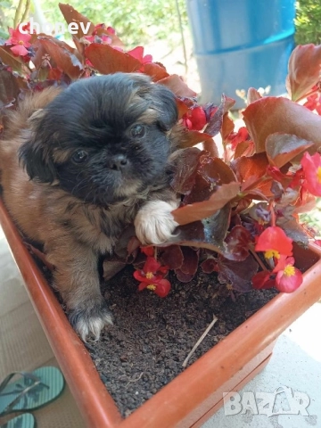 пекинез бебета малки