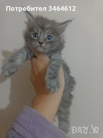 Мейн куун котенца, снимка 10 - Други - 52969975