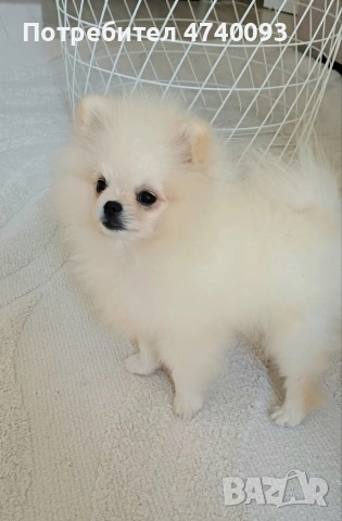 Продавам Померан, снимка 4 - Померан - 53501325