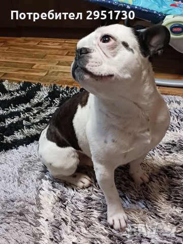 Френски булдог , снимка 2 - Търси партньор - 39849715