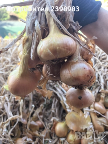 Градински Лук, снимка 2 - Домашни продукти - 52087040